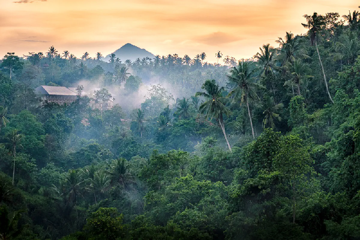 Ubud rainforest valley in Bali during March green season with morning mist