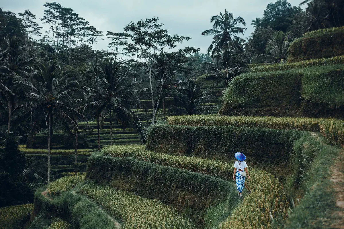 Bali rice terraces in March during green season after tropical rainfall