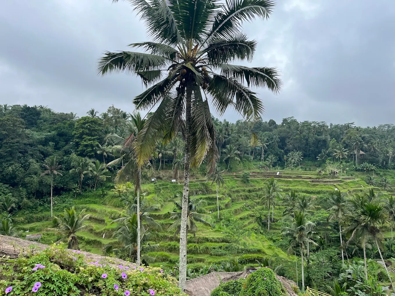 Sunrise at Tegalalang Rice Terraces in Ubud, Bali with romantic morning view over cascading rice fields.
