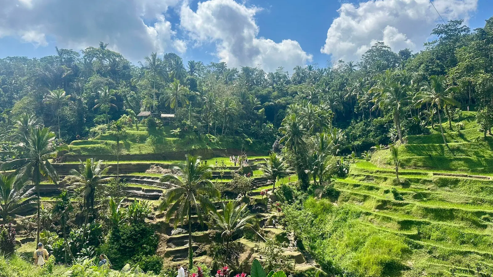 6) Coffee Tasting at the Iconic Tegallalang Rice Terrace