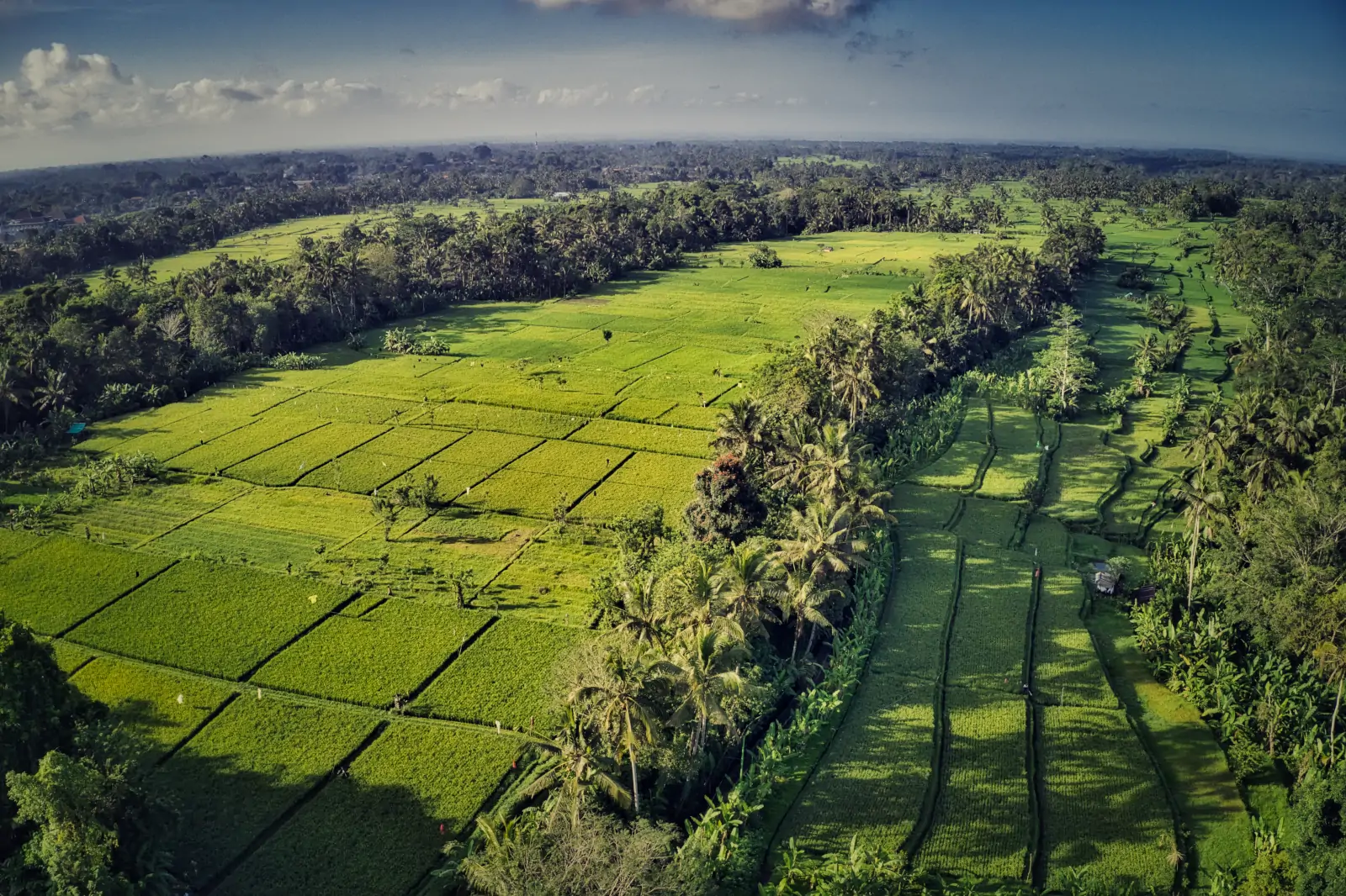 Scenic Bali landscape with jungle and rice fields during dry season under blue sky