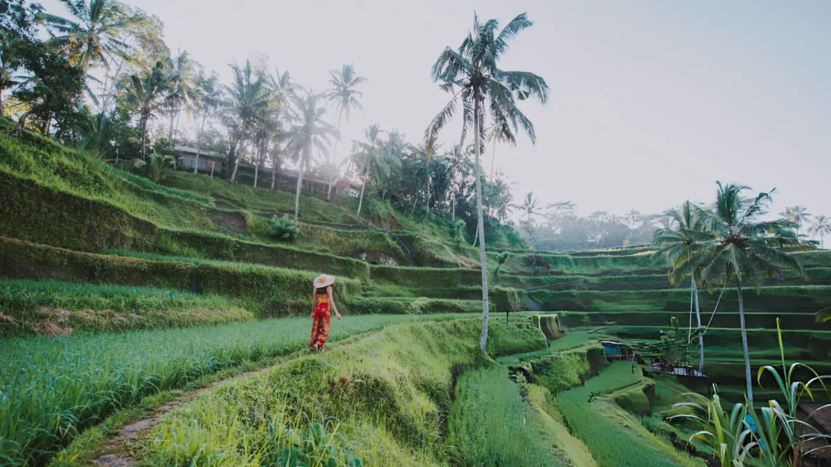 Walking through Ubud rice terraces with lush green fields and irrigation paths